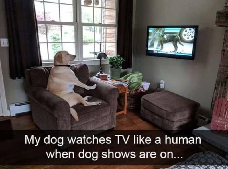 My dog watches TV like a human when dog shows are on... Aur GREET