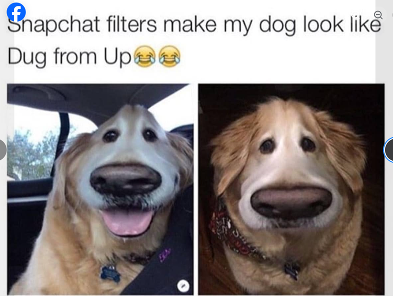 Snapchat filters make my dog look like Dug from Up