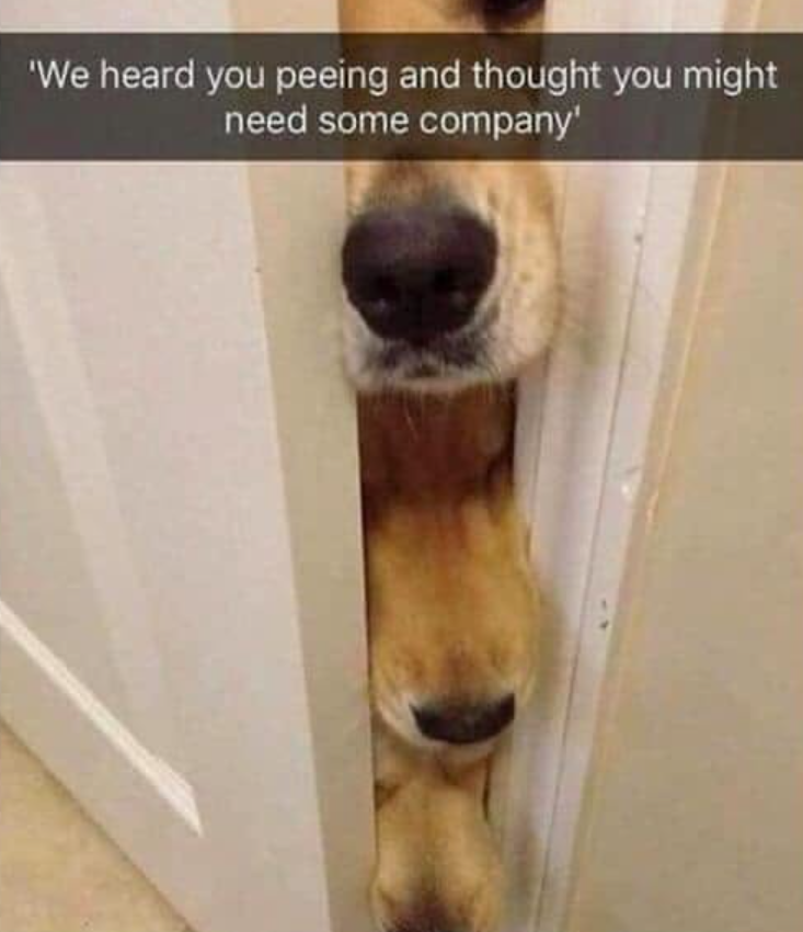'We heard you peeing and thought you might need some company'