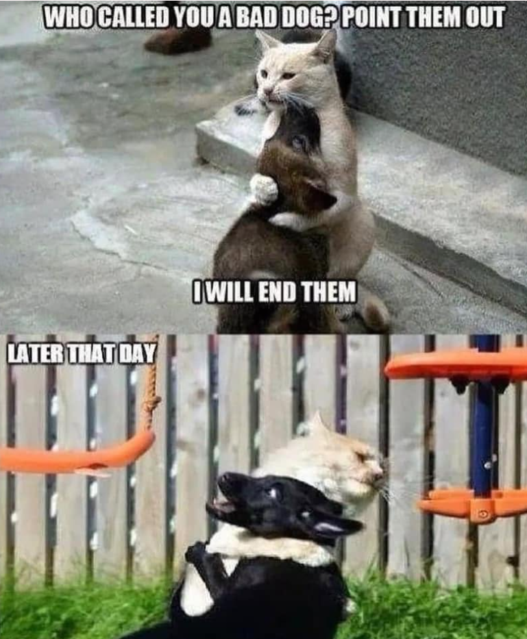 WHO CALLED YOU A BAD DOG? POINT THEM OUT LATER THAT DAY OWILL END THEM ค