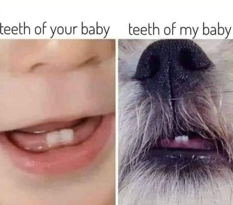 teeth of your baby teeth of my baby