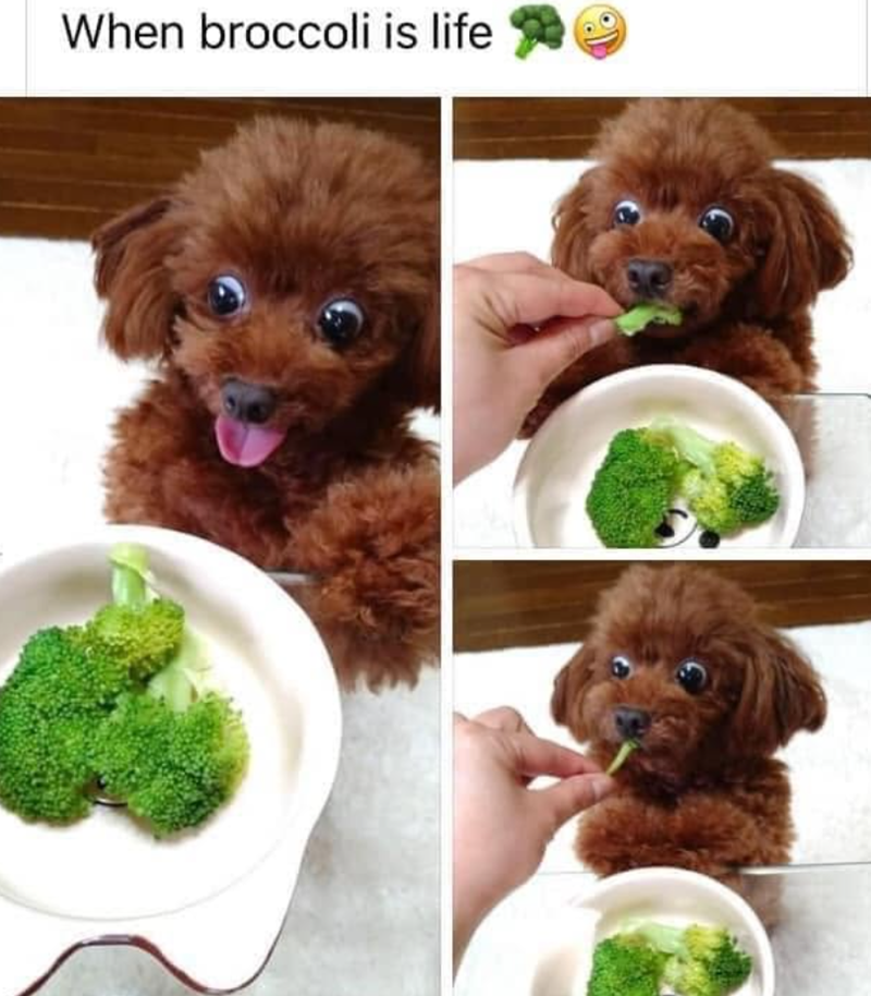 When broccoli is life