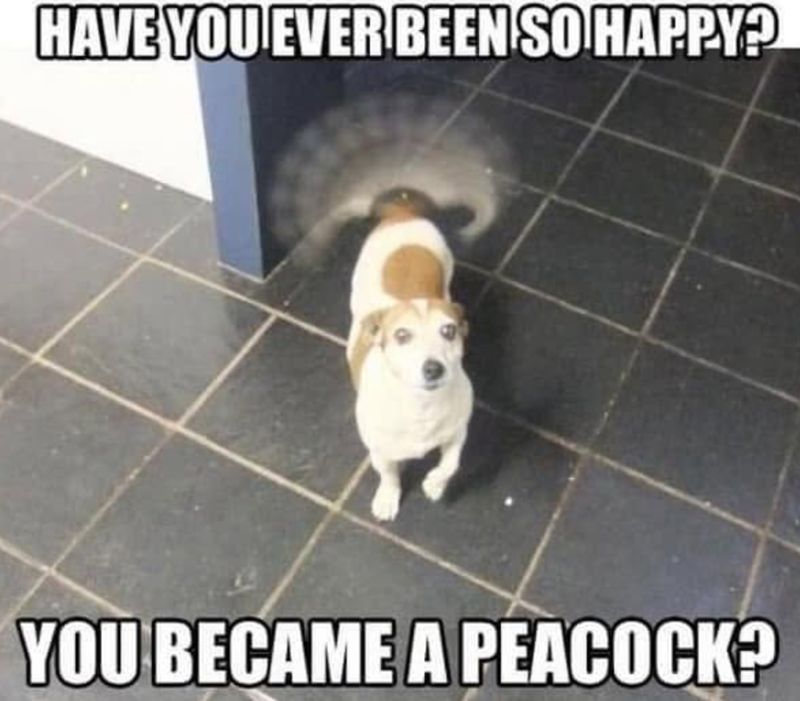 HAVE YOU EVER BEEN SO HAPPY? YOU BECAME A PEACOCK?