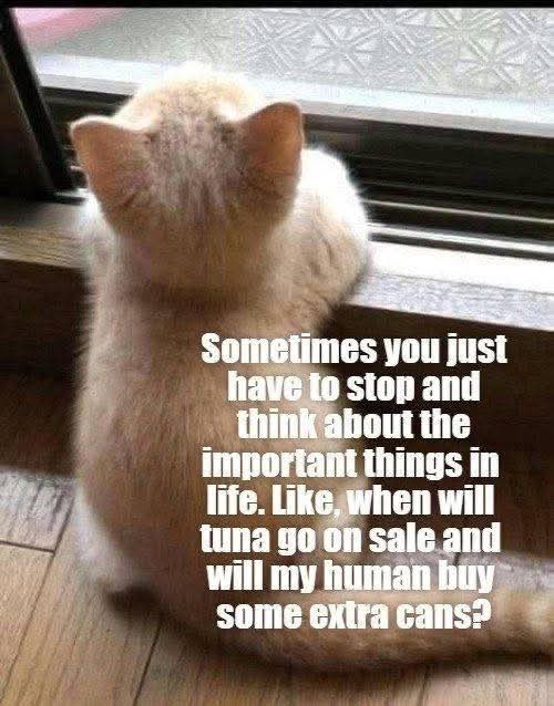 Sometimes you just have to stop and think about the important things in life. Like, when will tuna go on sale and will my human buy some extra cans?