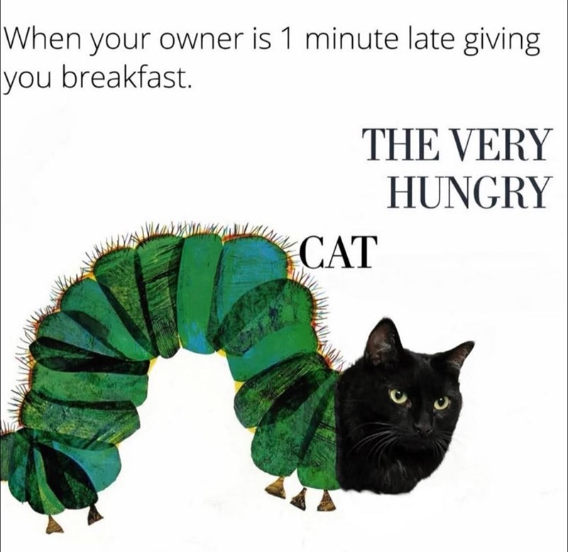 When your owner is 1 minute late giving you breakfast. THE VERY HUNGRY CAT