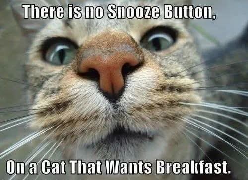 There is no Snooze Button, On a Cat That Wants Breakfast.