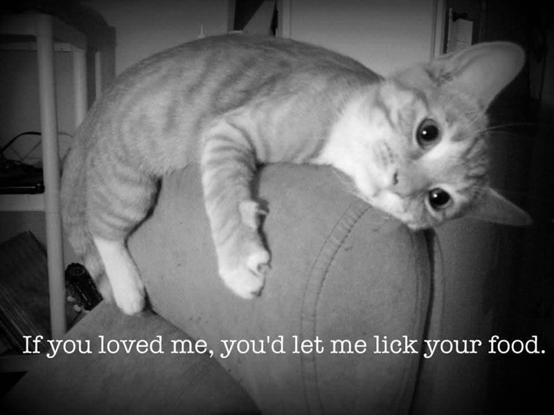 If you loved me, you'd let me lick your food.