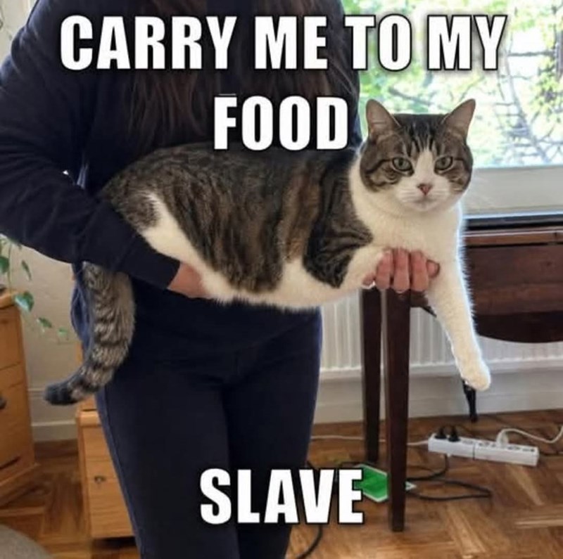 CARRY ME TO MY FOOD SLAVE