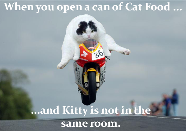 When you open a can of Cat Food ... 36 ...and Kitty is not in the same room.