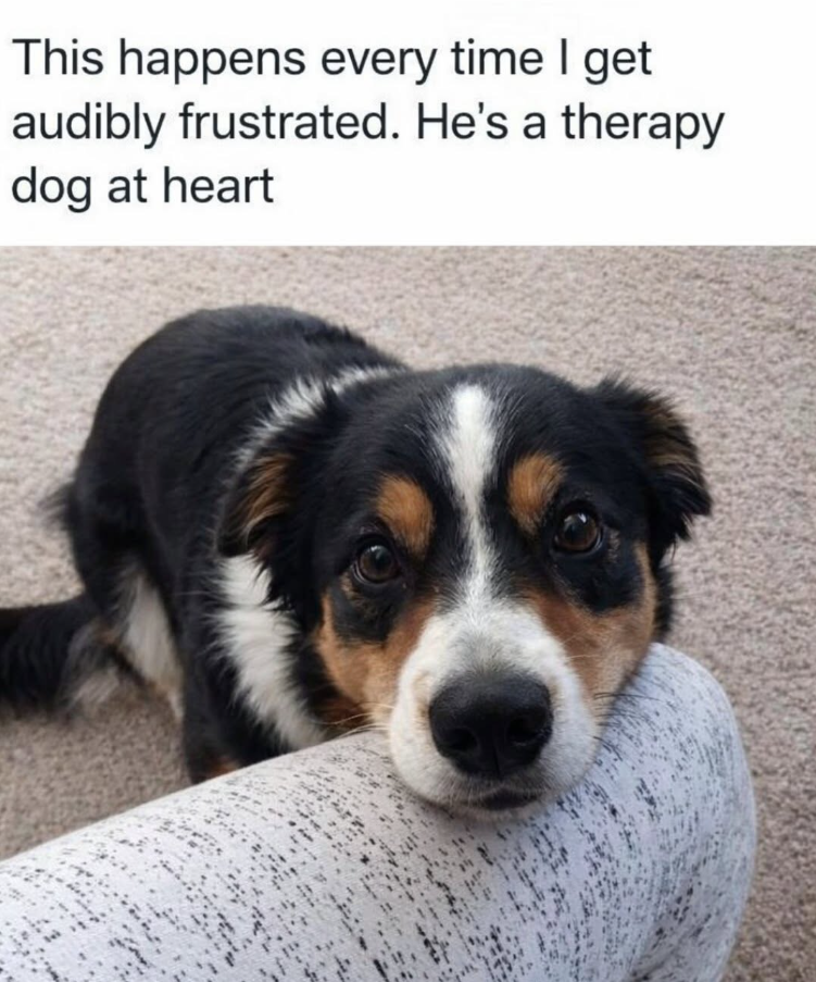 This happens every time I get audibly frustrated. He's a therapy dog at heart
