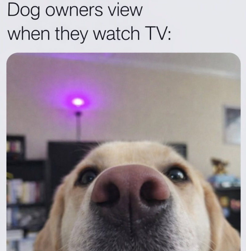 Dog owners view when they watch TV: