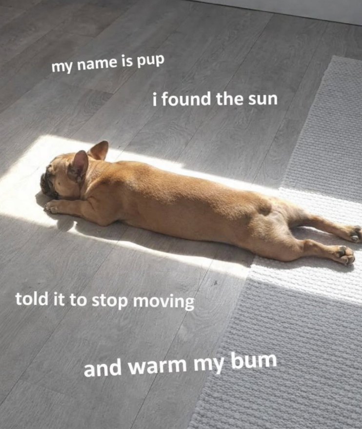 my name is pup i found the sun told it to stop moving and warm my bum