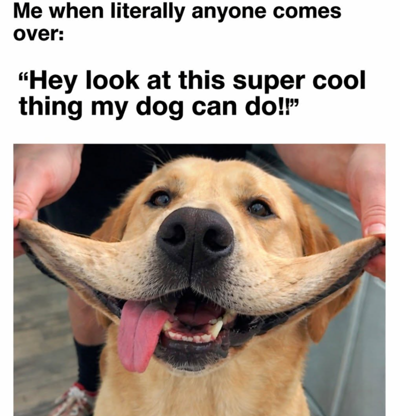 Me when literally anyone comes over: "Hey look at this super cool thing my dog can do!!"