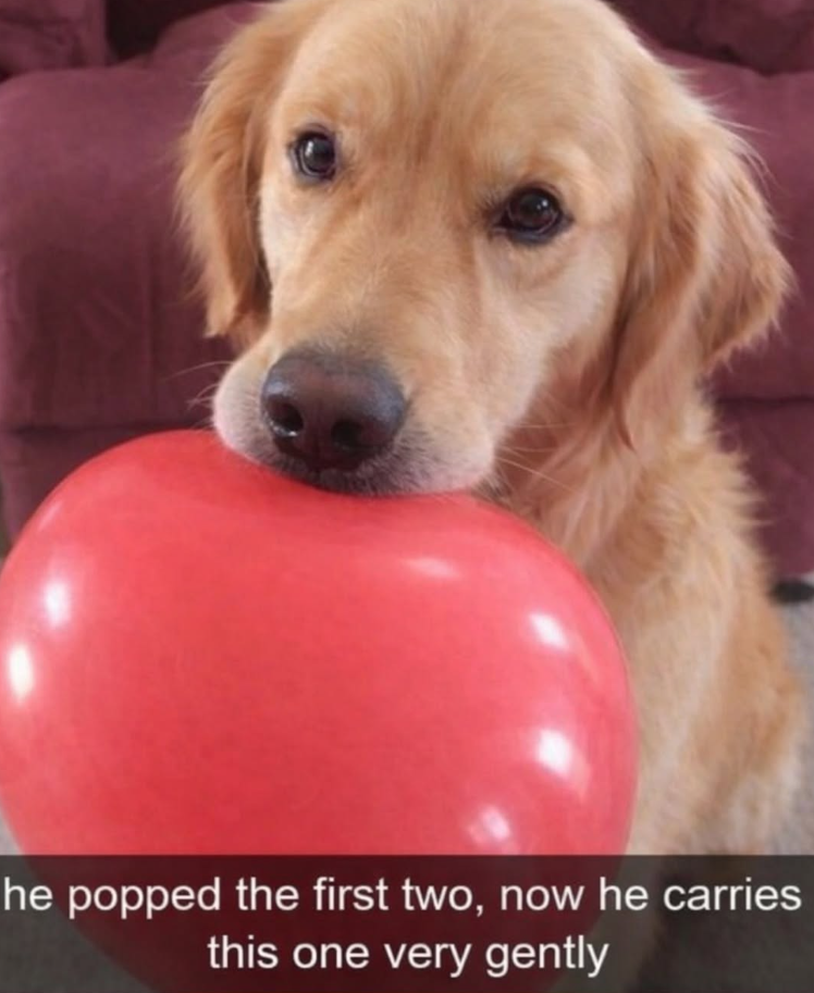 he popped the first two, now he carries this one very gently