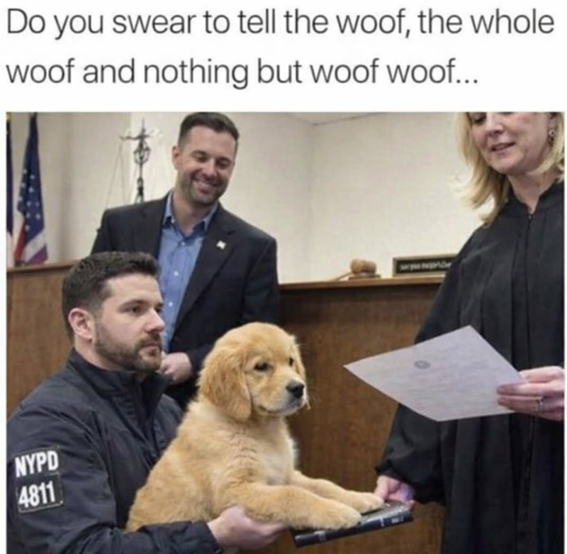 Do you swear to tell the woof, the whole woof and nothing but woof woof... NYPD 4811