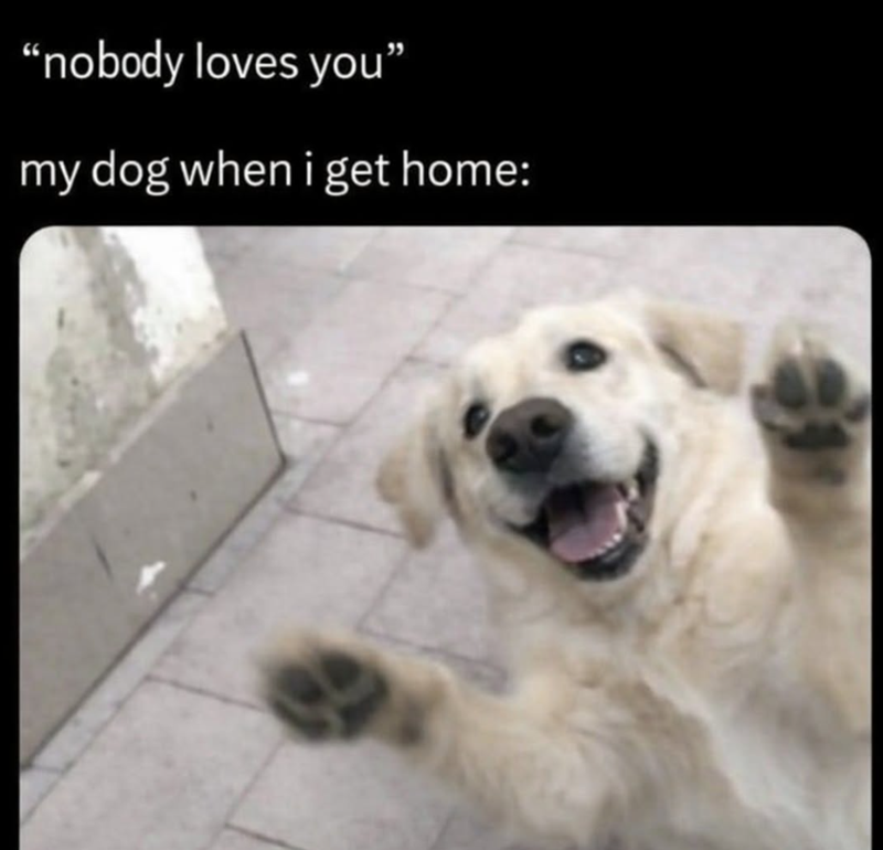 "nobody loves you" my dog when i get home: