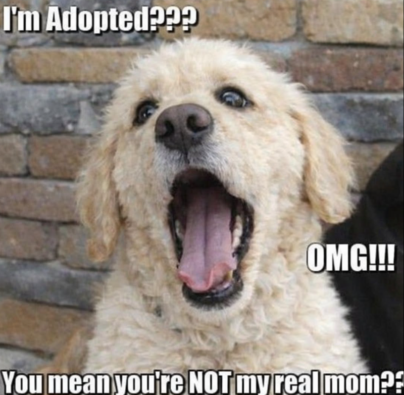 I'm Adopted??? OMG!!! You mean you're NOT my real mom??