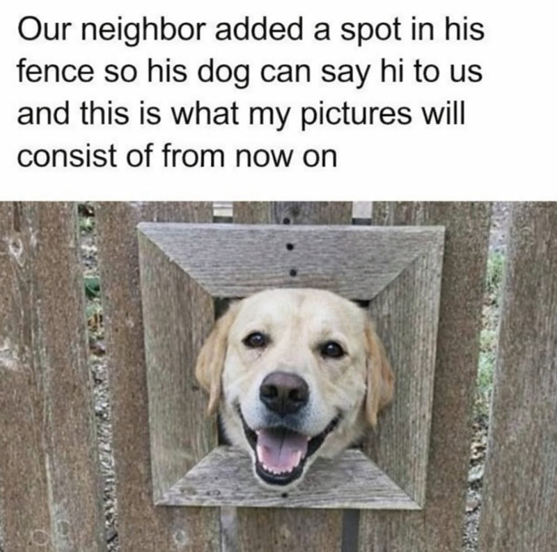 Our neighbor added a spot in his fence so his dog can say hi to us and this is what my pictures will consist of from now on
