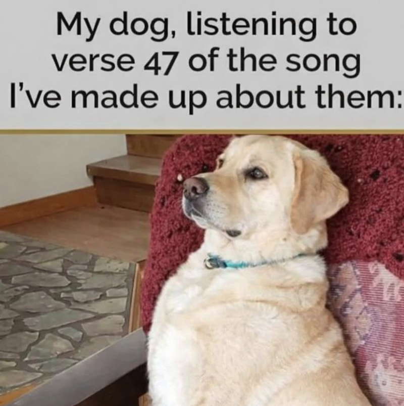 My dog, listening to verse 47 of the song I've made up about them: