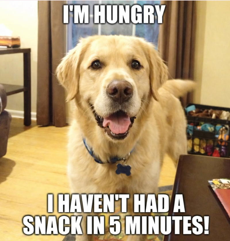 I'M HUNGRY I HAVEN'T HAD A SNACK IN 5 MINUTES!