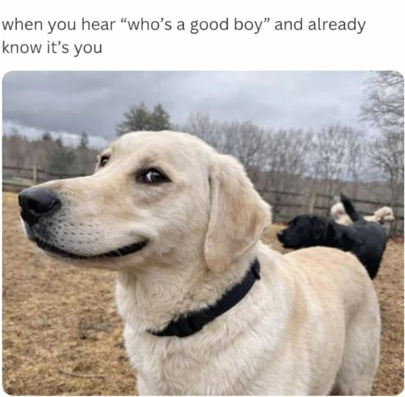 when you hear "who's a good boy" and already. know it's you