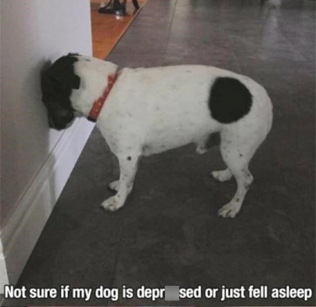 Not sure if my dog is depr sed or just fell asleep