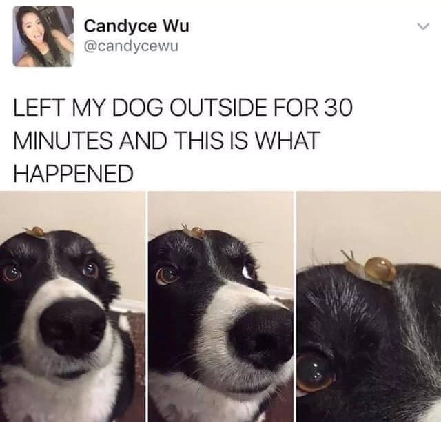 Candyce Wu @candycewu LEFT MY DOG OUTSIDE FOR 30 MINUTES AND THIS IS WHAT HAPPENED