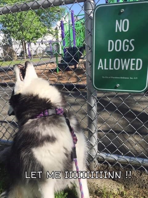 AWAY AWAVA NO DOGS ALLOWED LET ME IIIIIIIIIINN !!