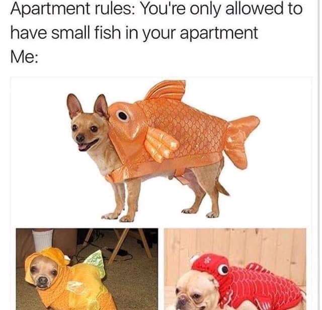 Apartment rules: You're only allowed to have small fish in your apartment Me: