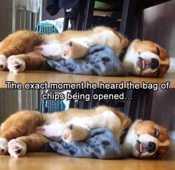 The exact moment he heard the bag of chips being opened...