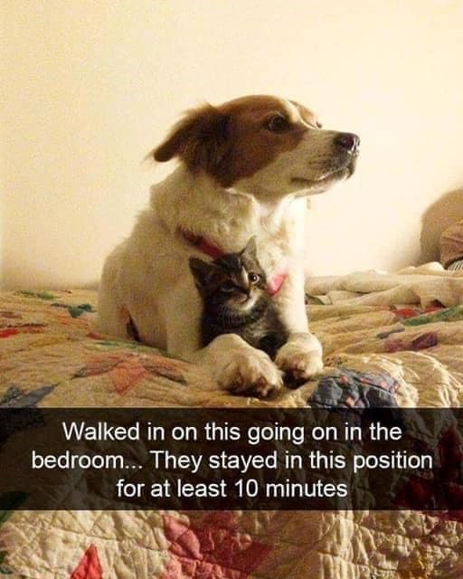 Walked in on this going on in the bedroom... They stayed in this position for at least 10 minutes