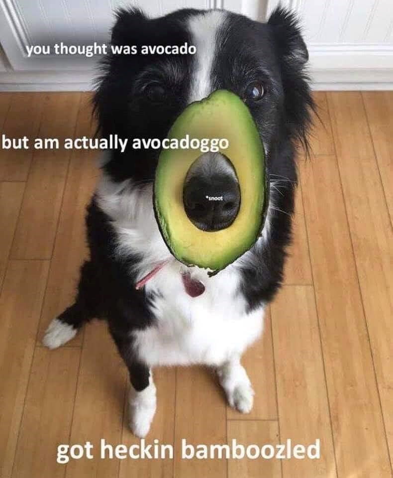 you thought was avocado but am actually avocadoggo snoot got heckin bamboozled