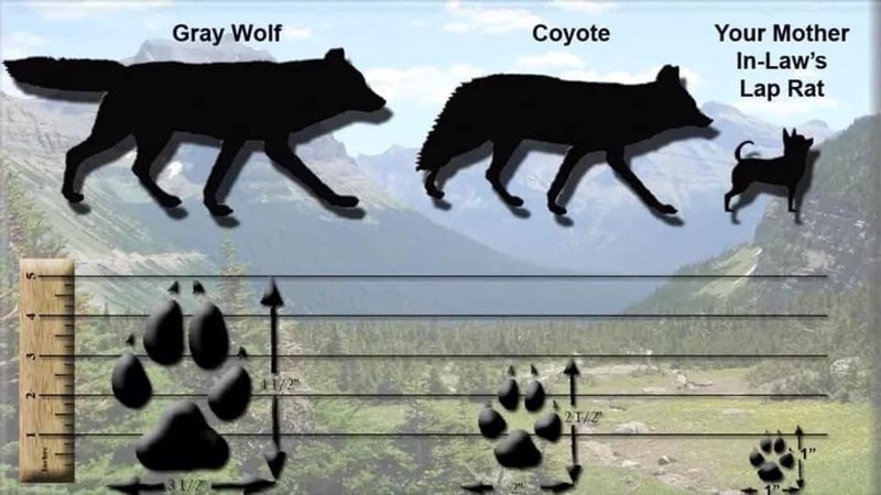 Inche 31/2 Gray Wolf Coyote 41/2" Your Mother In-Law's Lap Rat 21/2 1"