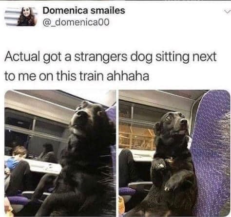 Domenica smailes @_domenica00 Actual got a strangers dog sitting next to me on this train ahhaha