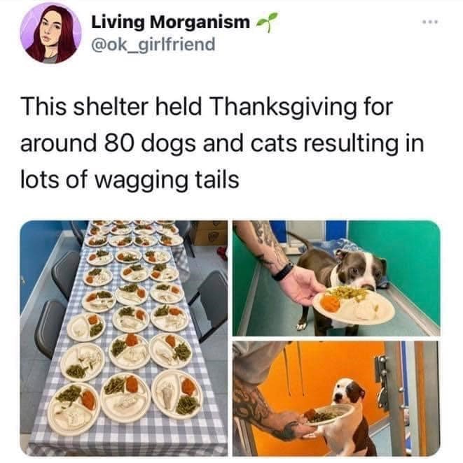 Living Morganism @ok_girlfriend This shelter held Thanksgiving for around 80 dogs and cats resulting in lots of wagging tails