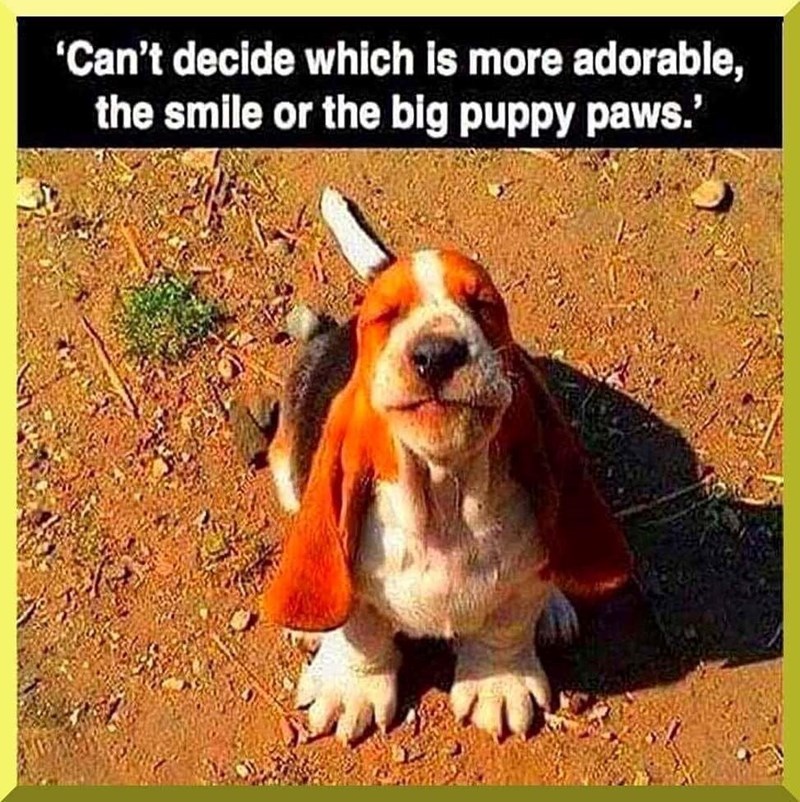 'Can't decide which is more adorable, the smile or the big puppy paws.'