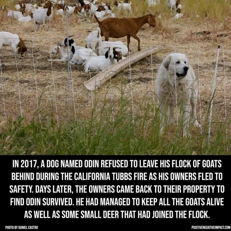 IN 2017, A DOG NAMED ODIN REFUSED TO LEAVE HIS FLOCK OF GOATS BEHIND DURING THE CALIFORNIA TUBBS FIRE AS HIS OWNERS FLED TO SAFETY. DAYS LATER, THE OWNERS CAME BACK TO THEIR PROPERTY TO FIND ODIN SURVIVED. HE HAD MANAGED TO KEEP ALL THE GOATS ALIVE AS WELL AS SOME SMALL DEER THAT HAD JOINED THE FLOCK. PHOTO BY DANIEL CASTRO POSITIVENEGATIVEIMPACT.COM