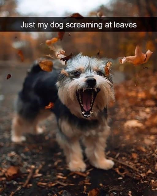 Just my dog screaming at leaves
