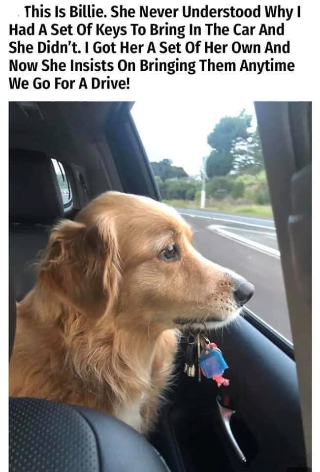 This Is Billie. She Never Understood Why I Had A Set Of Keys To Bring In The Car And She Didn't. I Got Her A Set Of Her Own And Now She Insists On Bringing Them Anytime We Go For A Drive!