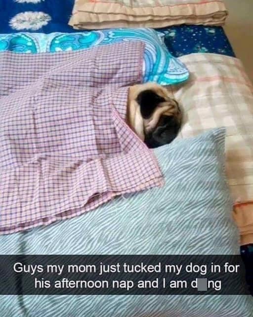 Guys my mom just tucked my dog in for his afternoon nap and I am dong
