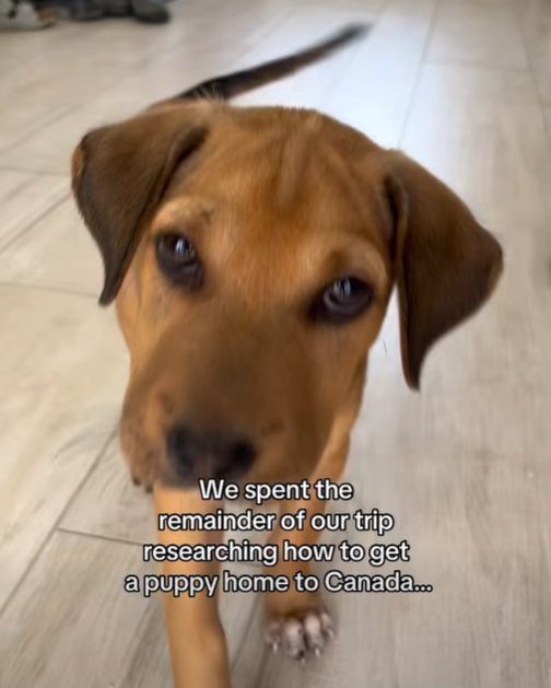 We spent the remainder of our trip researching how to get a puppy home to Canada...