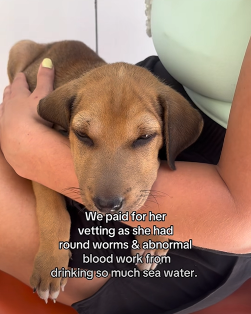 We paid for her vetting as she had round worms & abnormal blood work from drinking so much sea water.