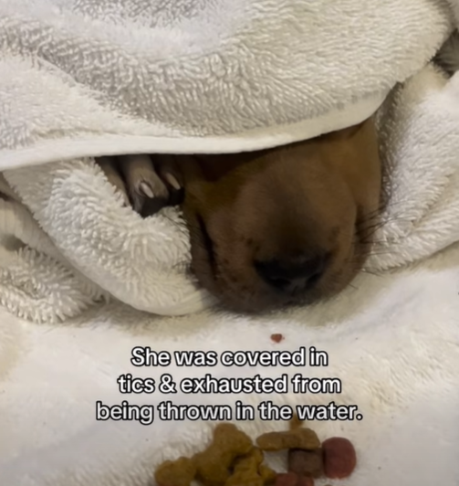 She was covered in tics & exhausted from being thrown in the water.
