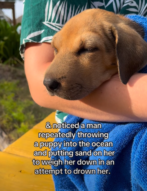& noticed a man repeatedly throwing a puppy into the ocean and putting sand on her to weigh her down in an attempt to drown her.