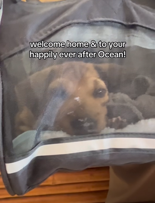 welcome home & to your happily ever after Ocean!