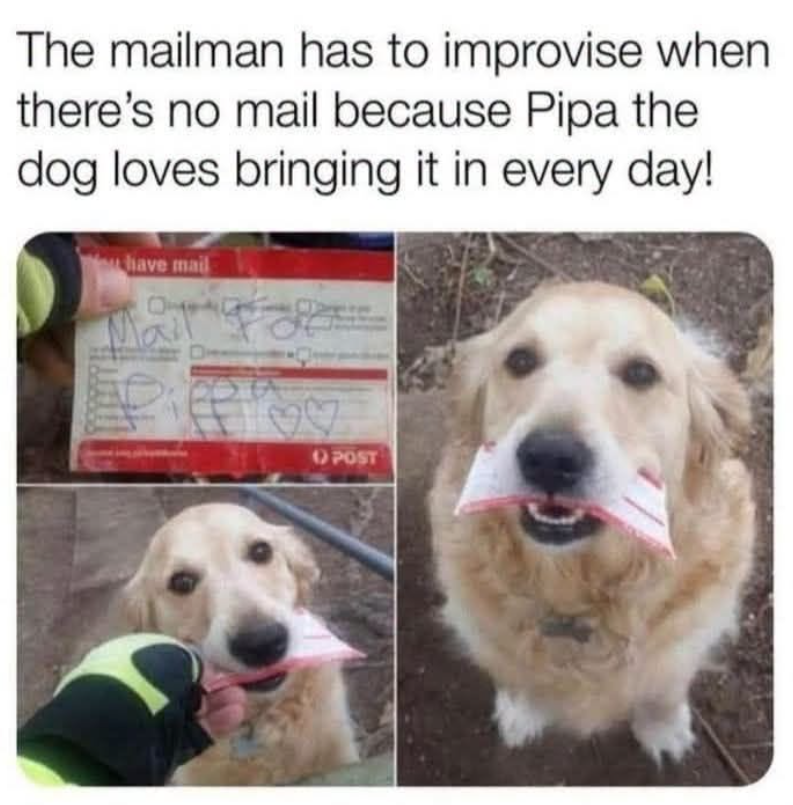 The mailman has to improvise when there's no mail because Pipa the dog loves bringing it in every day! have mail POST