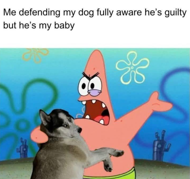Me defending my dog fully aware he's guilty but he's my baby 8