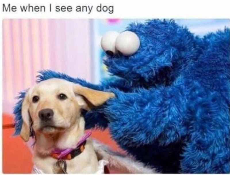 Me when I see any dog