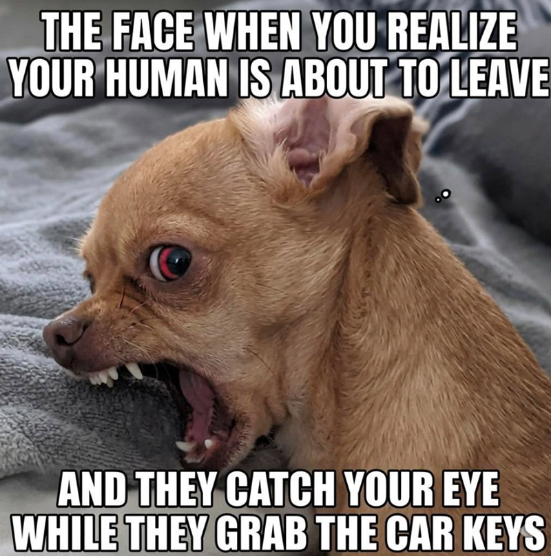 THE FACE WHEN YOU REALIZE YOUR HUMAN IS ABOUT TO LEAVE AND THEY CATCH YOUR EYE WHILE THEY GRAB THE CAR KEYS