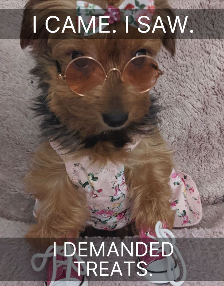 I CAME. I SAW. S I DEMANDED TREATS.